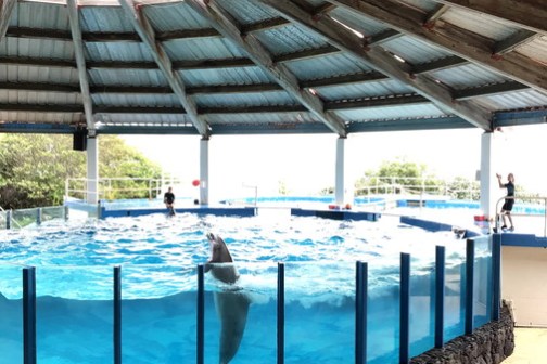 Visit Sea Life Park by LeaLea Trolley Double Decker TourVisit Sea Life Park by LeaLea Trolley Double Decker Tour