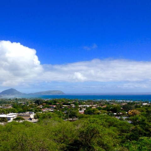 a herd of sheep standing on top of a lush green field